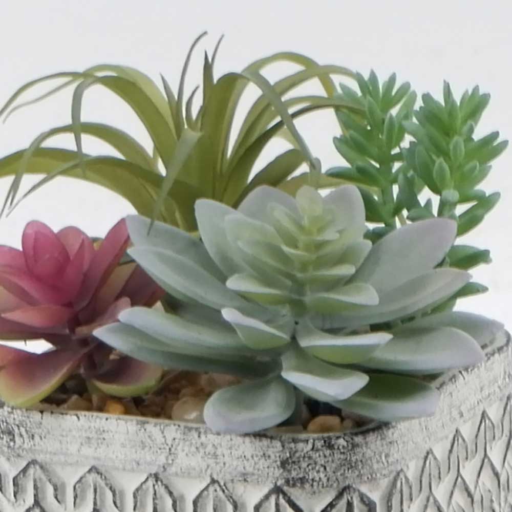 MC21-11039S 6＂H Succulent