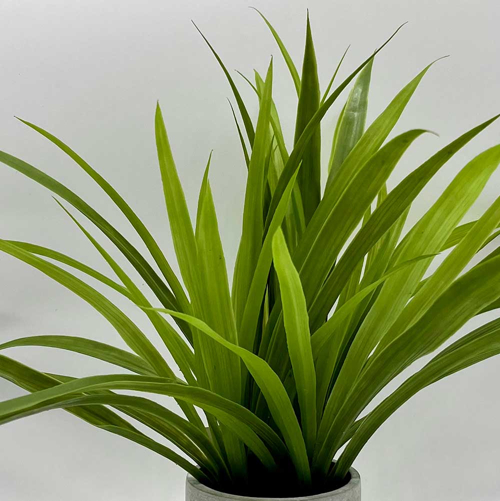 MC0847 Potted Grass