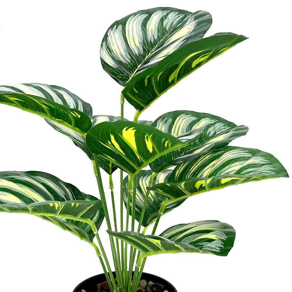 MC2503-R Caladium PE potted