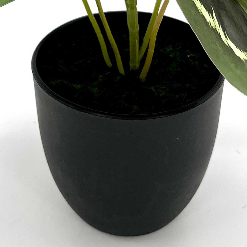 MC22-12530J Caladium PE Potted