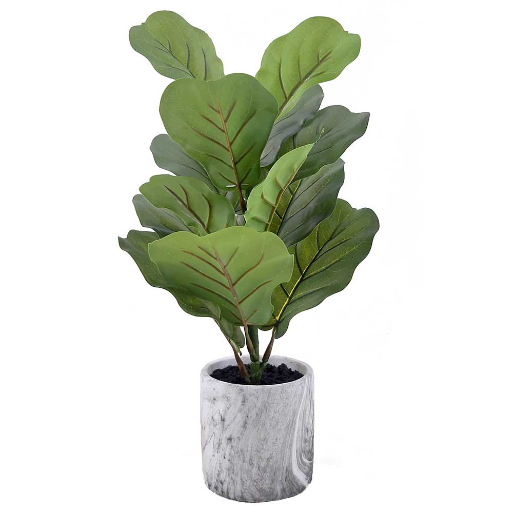 MC-P8479 Ficus tree