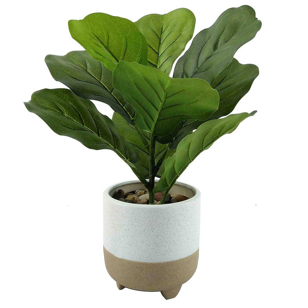 MC1934 Ficus tree