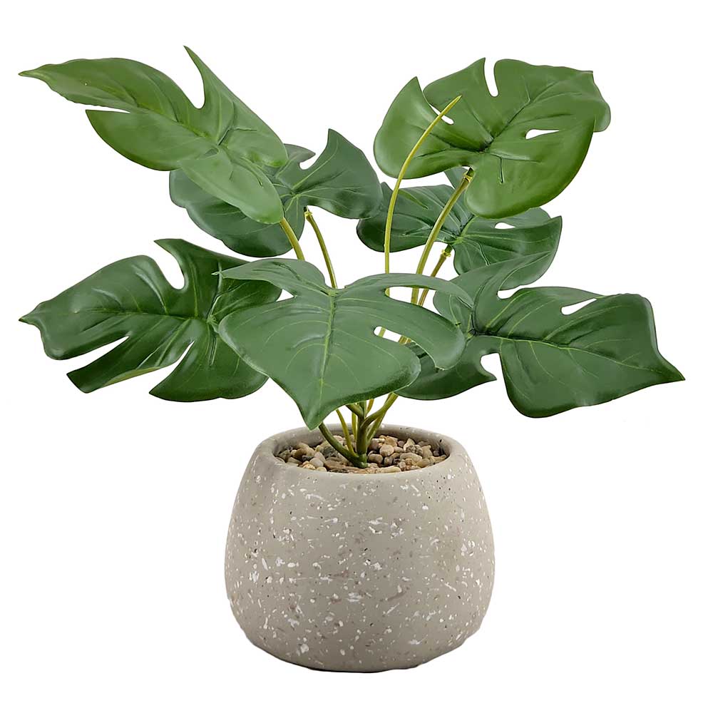 MC-HL0101 Monstera tree