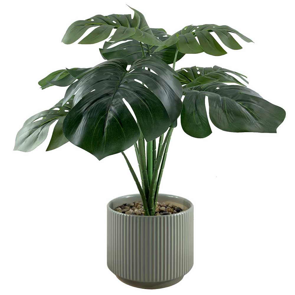 DM-P9802 Monstera tree