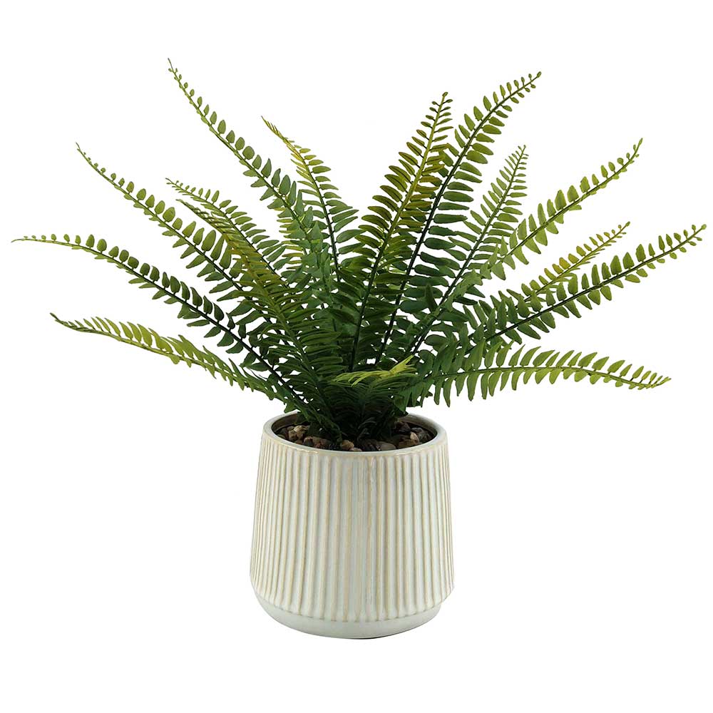 MC-P6967 Fern