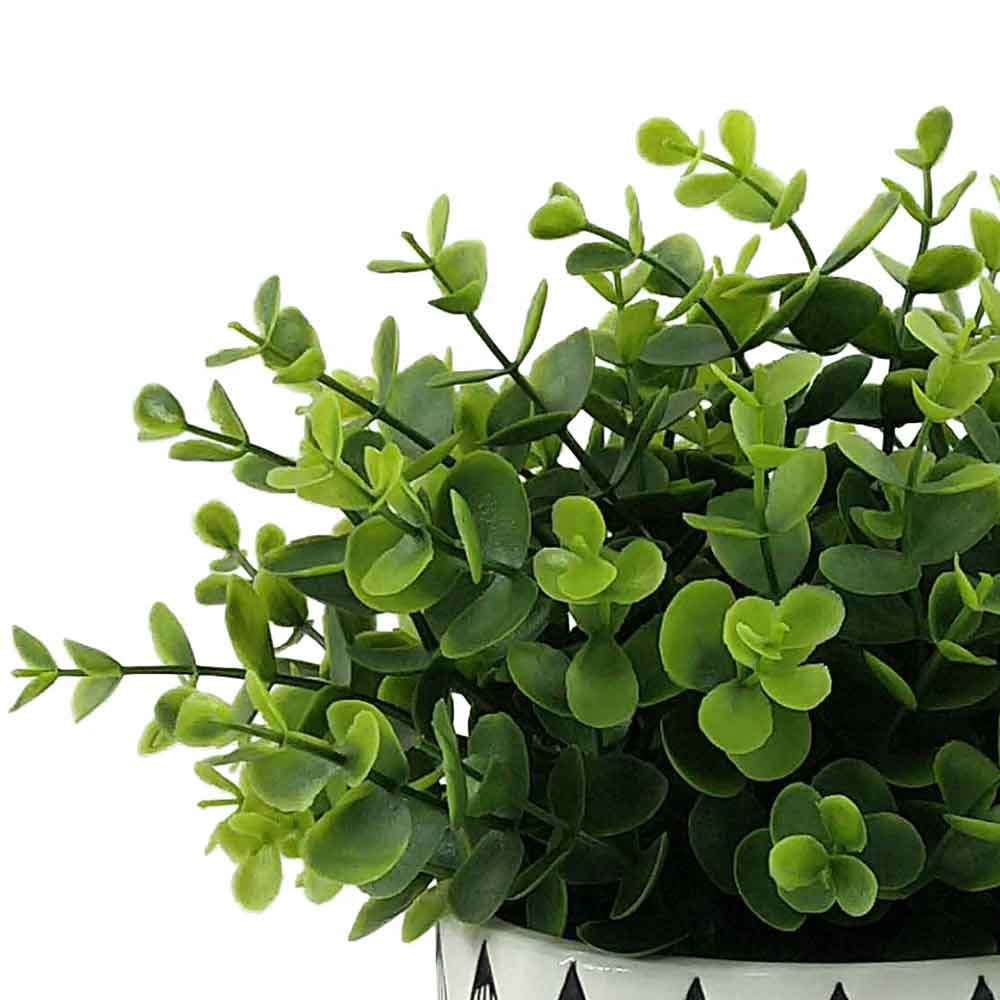 MC-P6889 Eucalyptus Potted