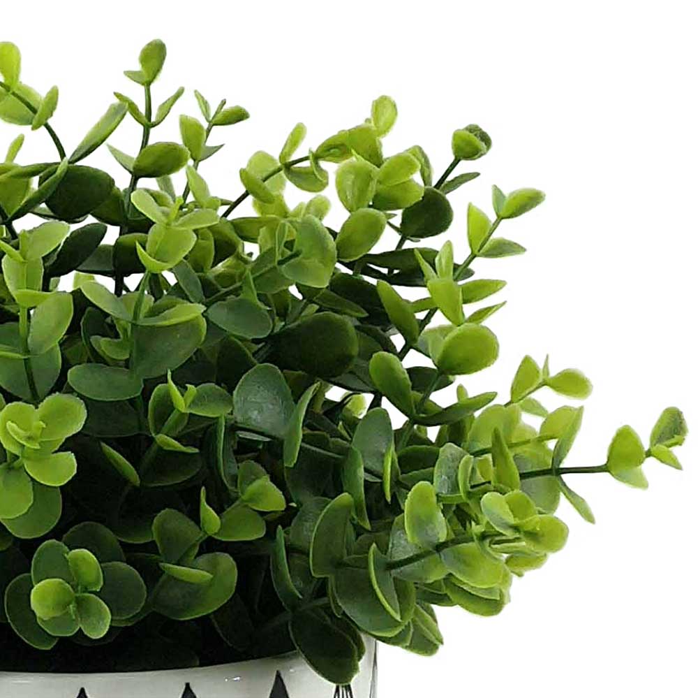MC-P6889 Eucalyptus Potted