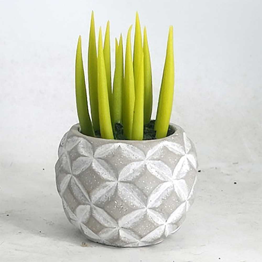MC22-12782S Succulent Series