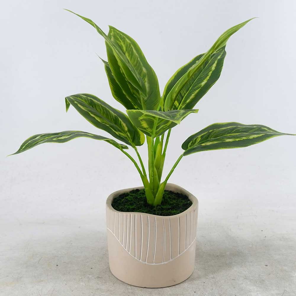 MC22-12801S Caladium Potted