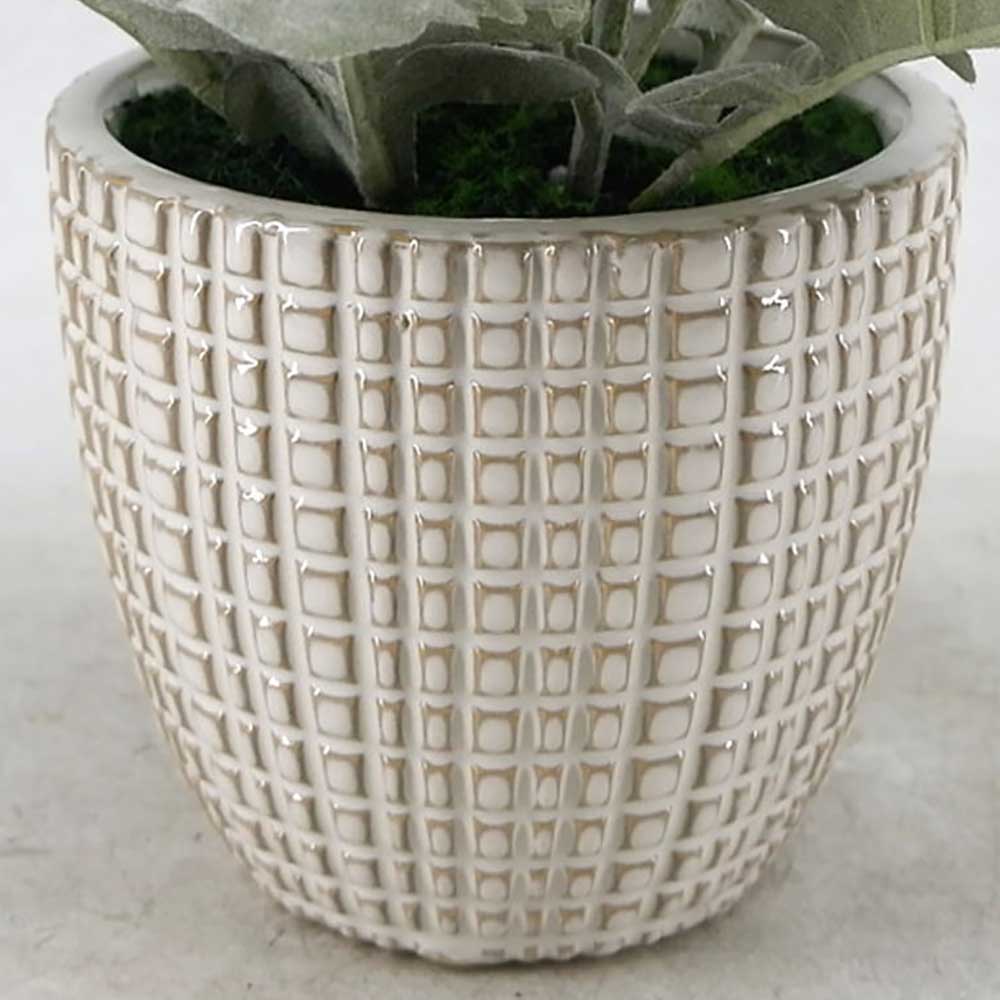 MC22-12812P Eucalyptus Potted