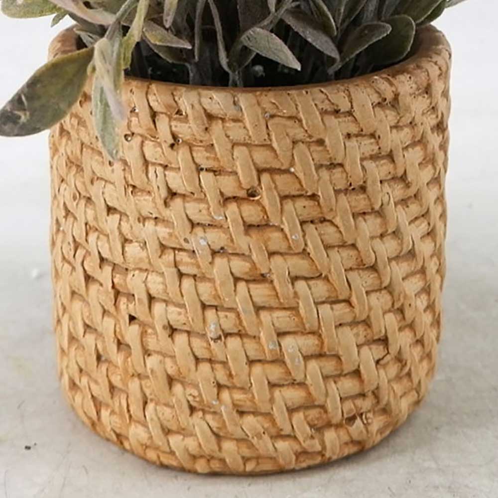 MC22-12848S Eucalyptus Potted