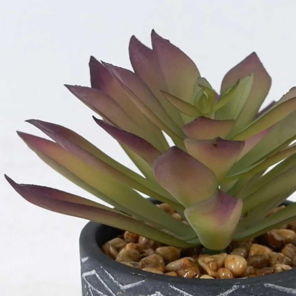 MC22-12889S 6.5＂H succulent