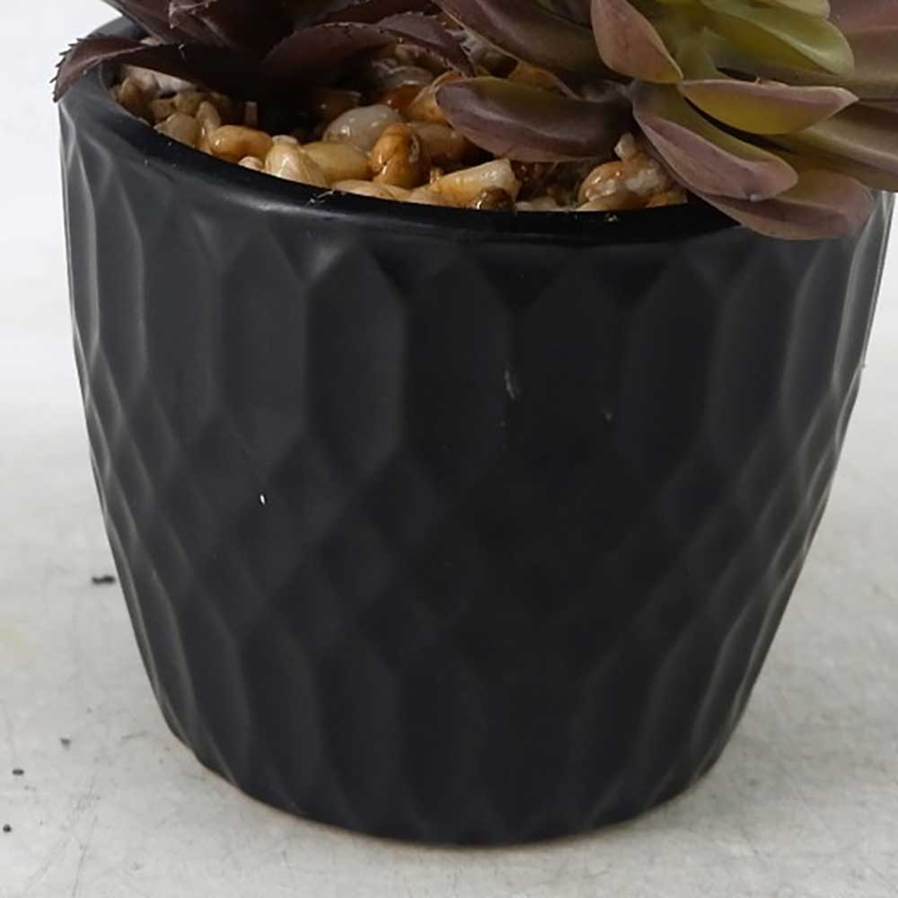 MC22-12902P 9＂H Mixed succulent
