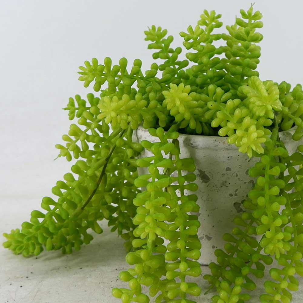 MC22-12923S 10"L succulent