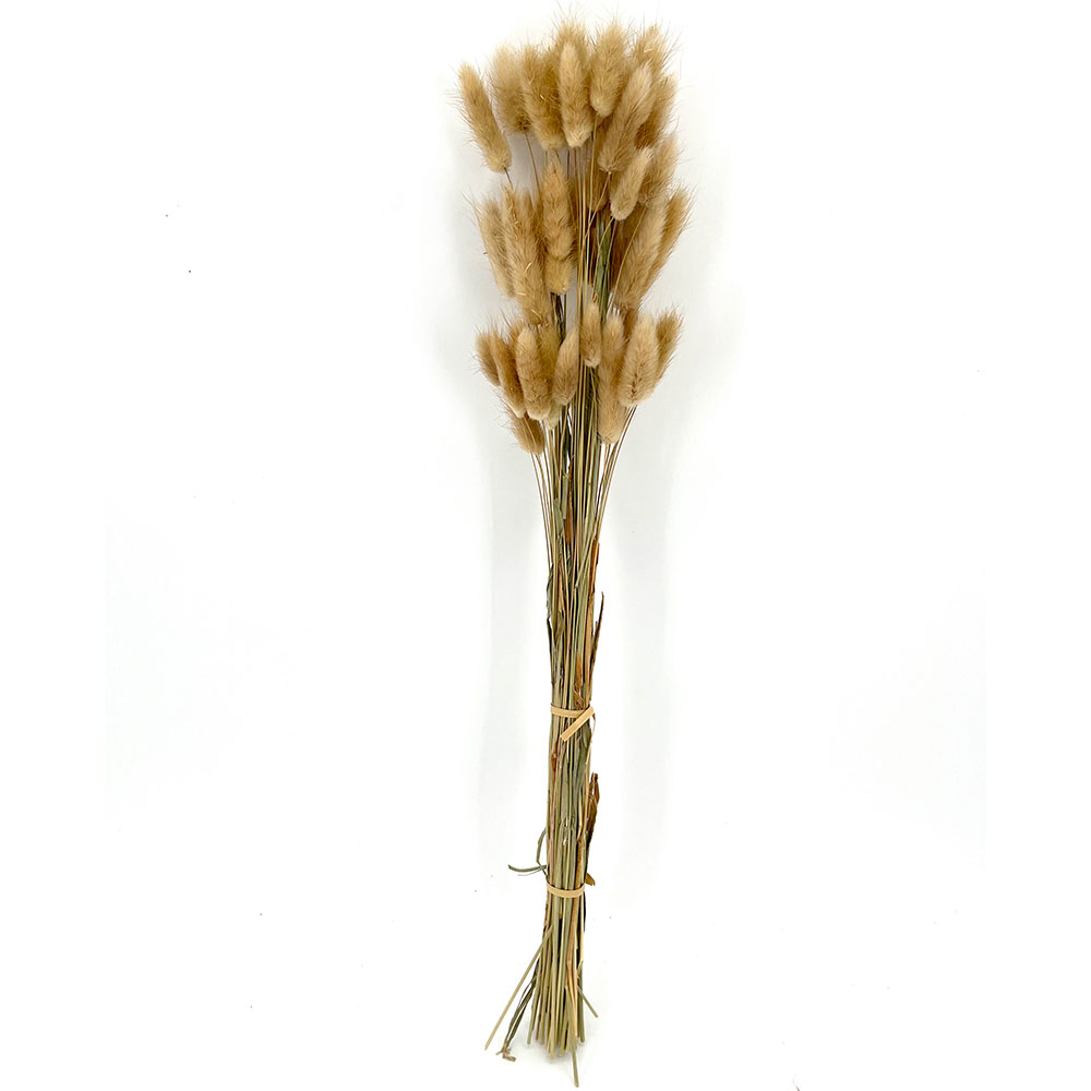 MCD101024BN Lagurus Ovatus Gras