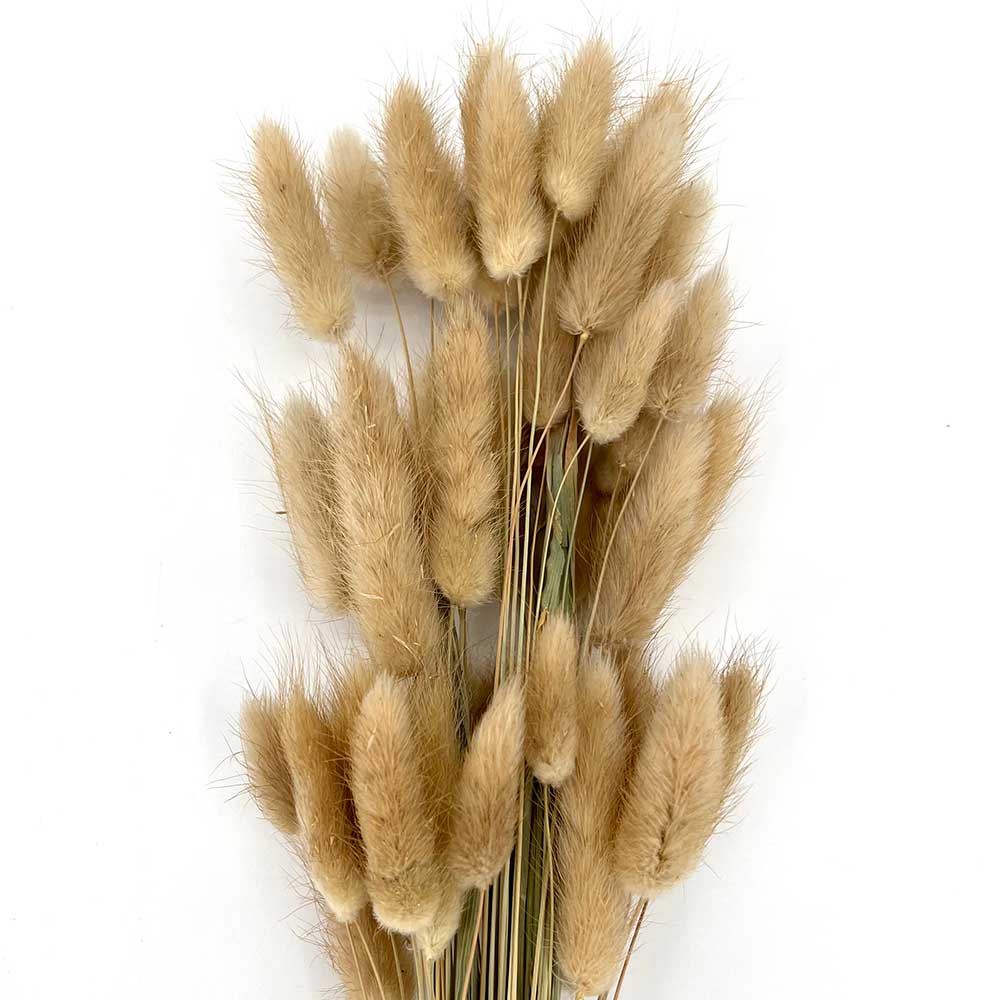 MCD101024BN Lagurus Ovatus Grass