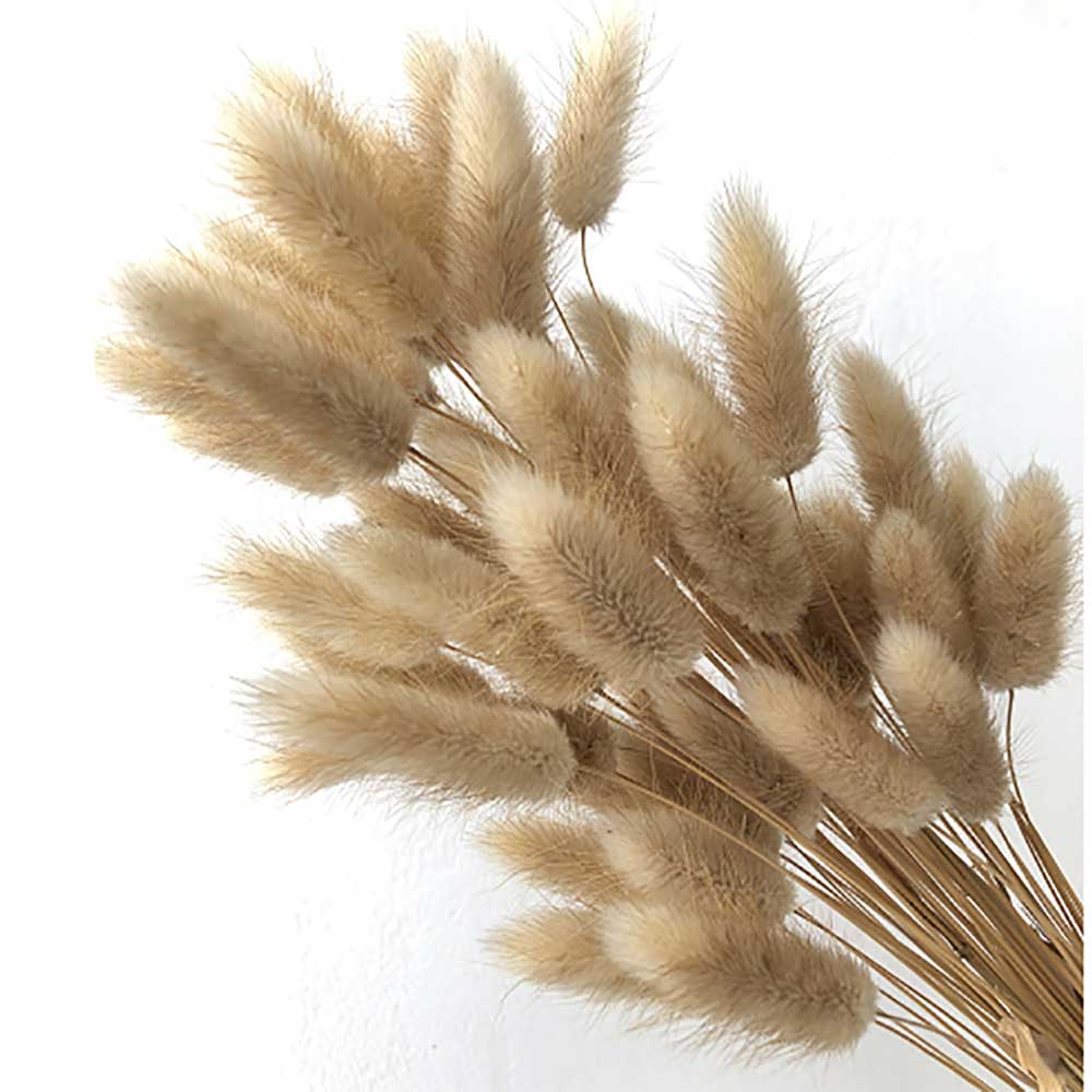 MCD101024BN Lagurus Ovatus Grass