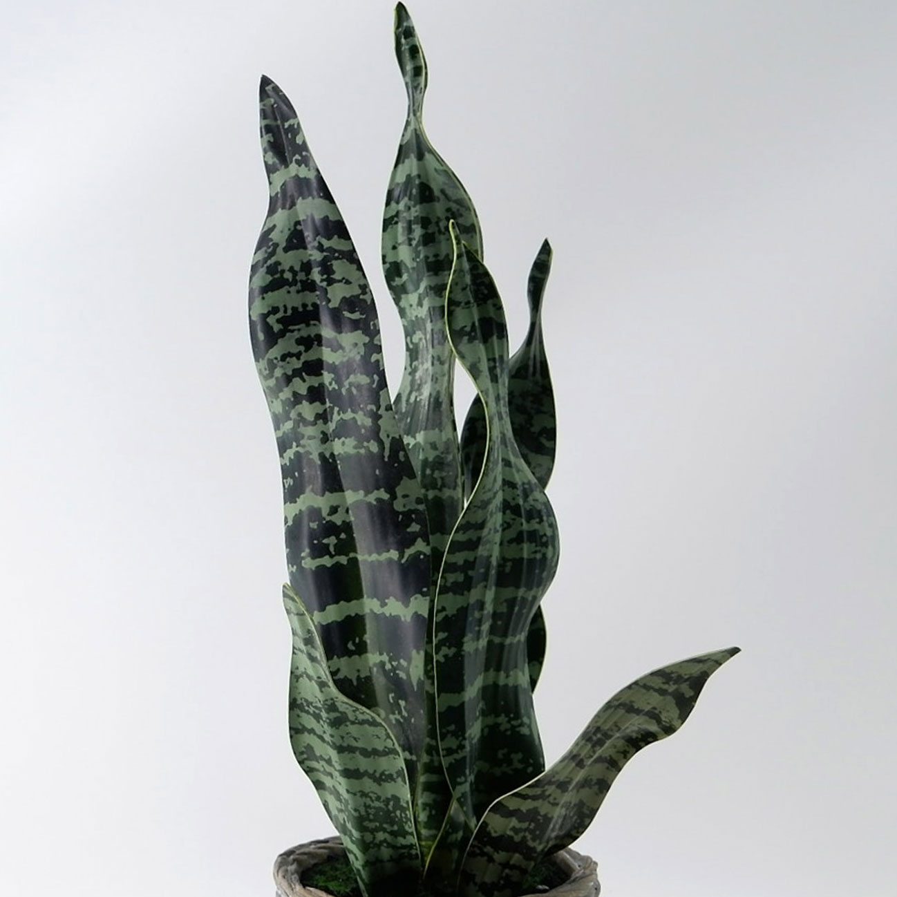 MC23-13617S Sansevieria H18＂