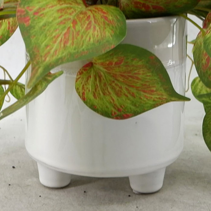MC23-13730P Alocasia H11＂