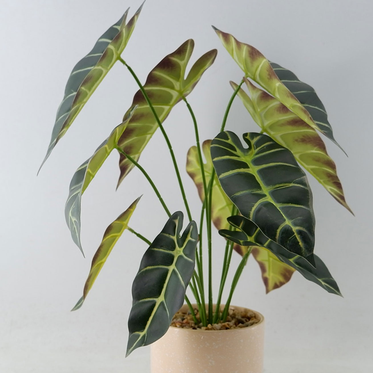 MC23-13485P Peacock arrowroot H18.5＂ 
