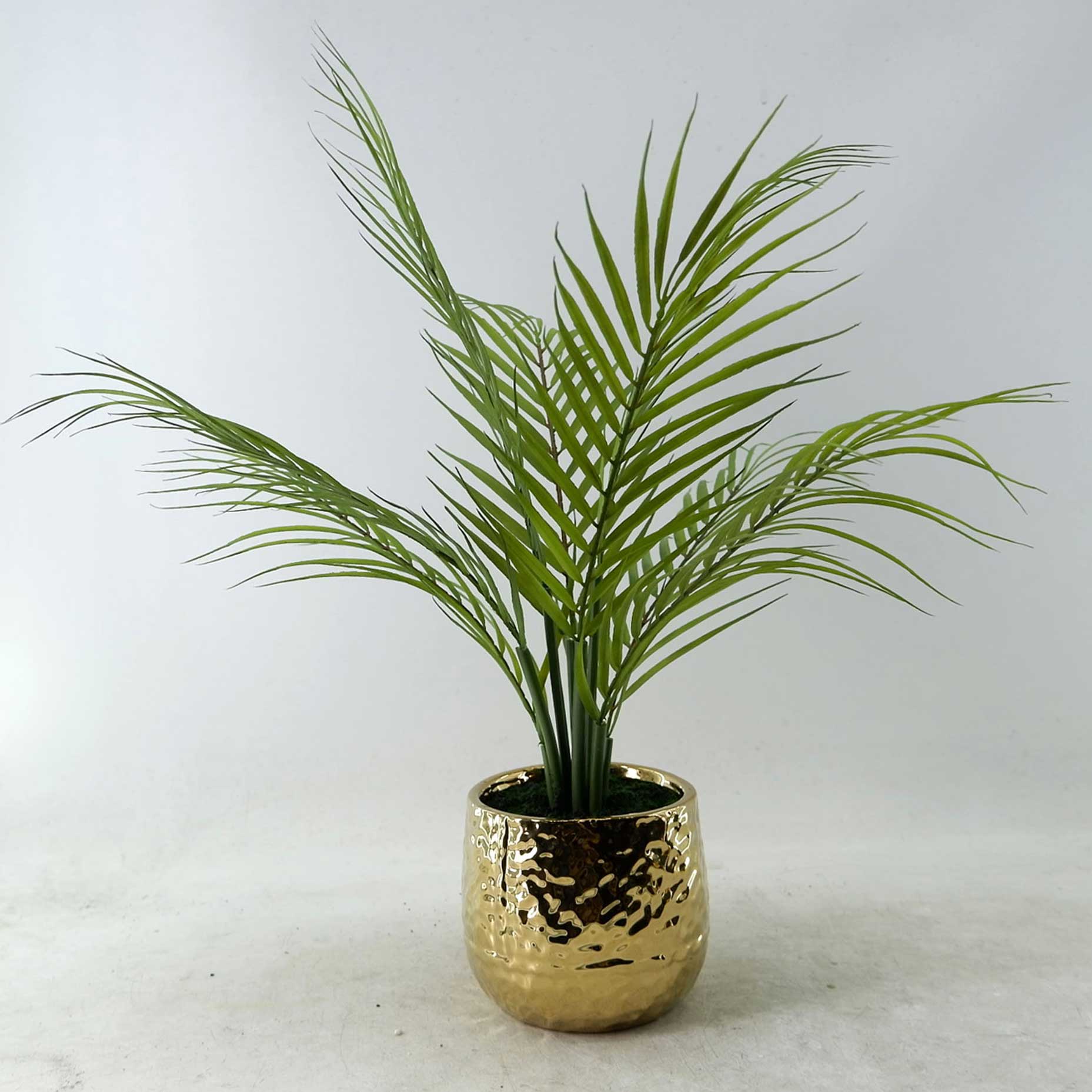 MC23-13735P Fern H21＂
