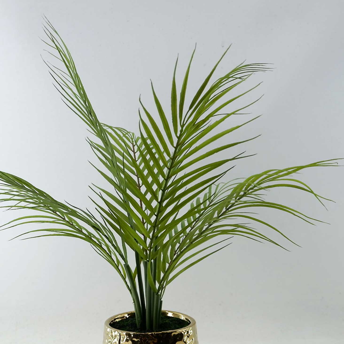 MC23-13735P Fern H21＂