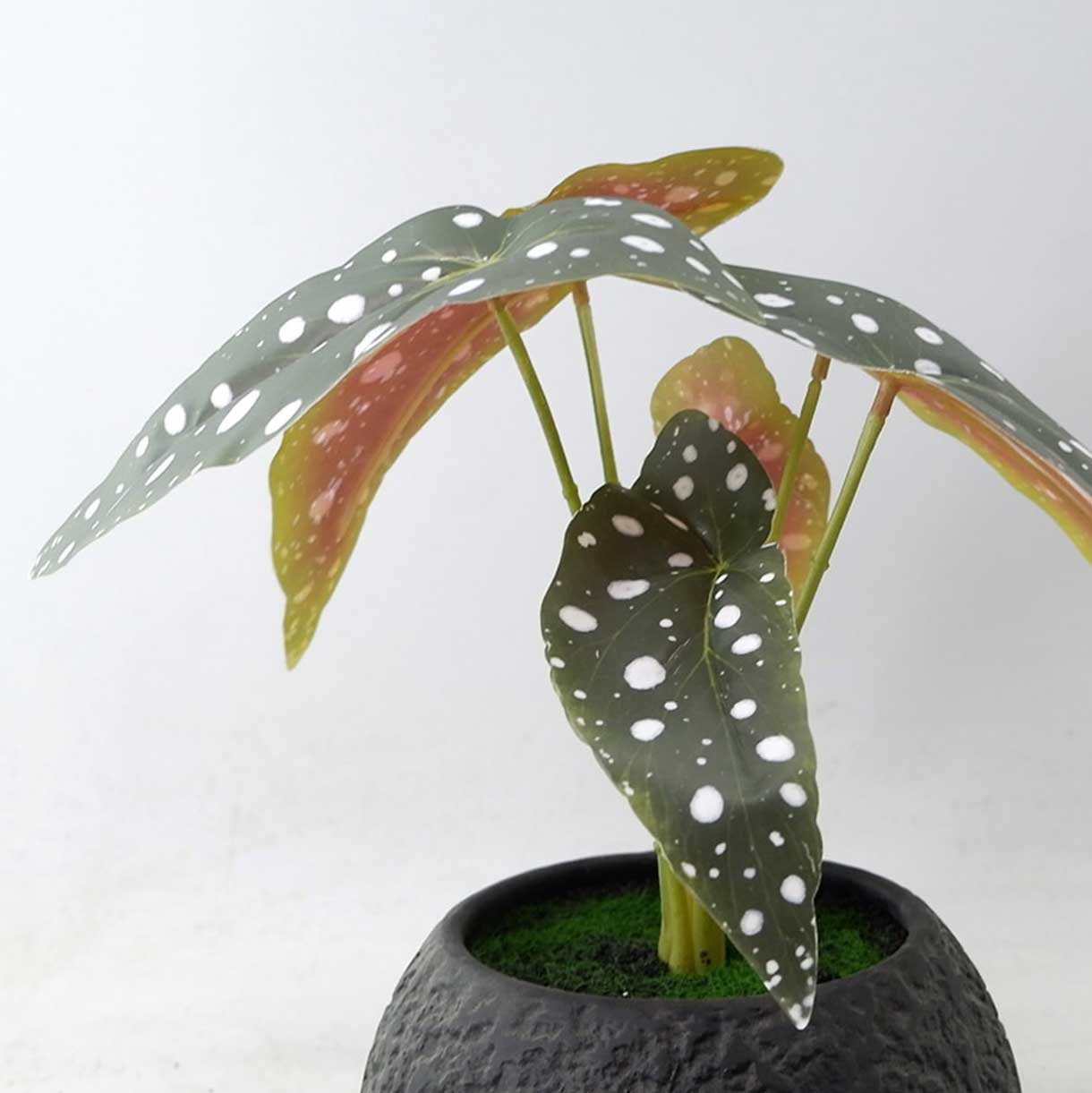 MC23-13410P Begonia H10.5＂
