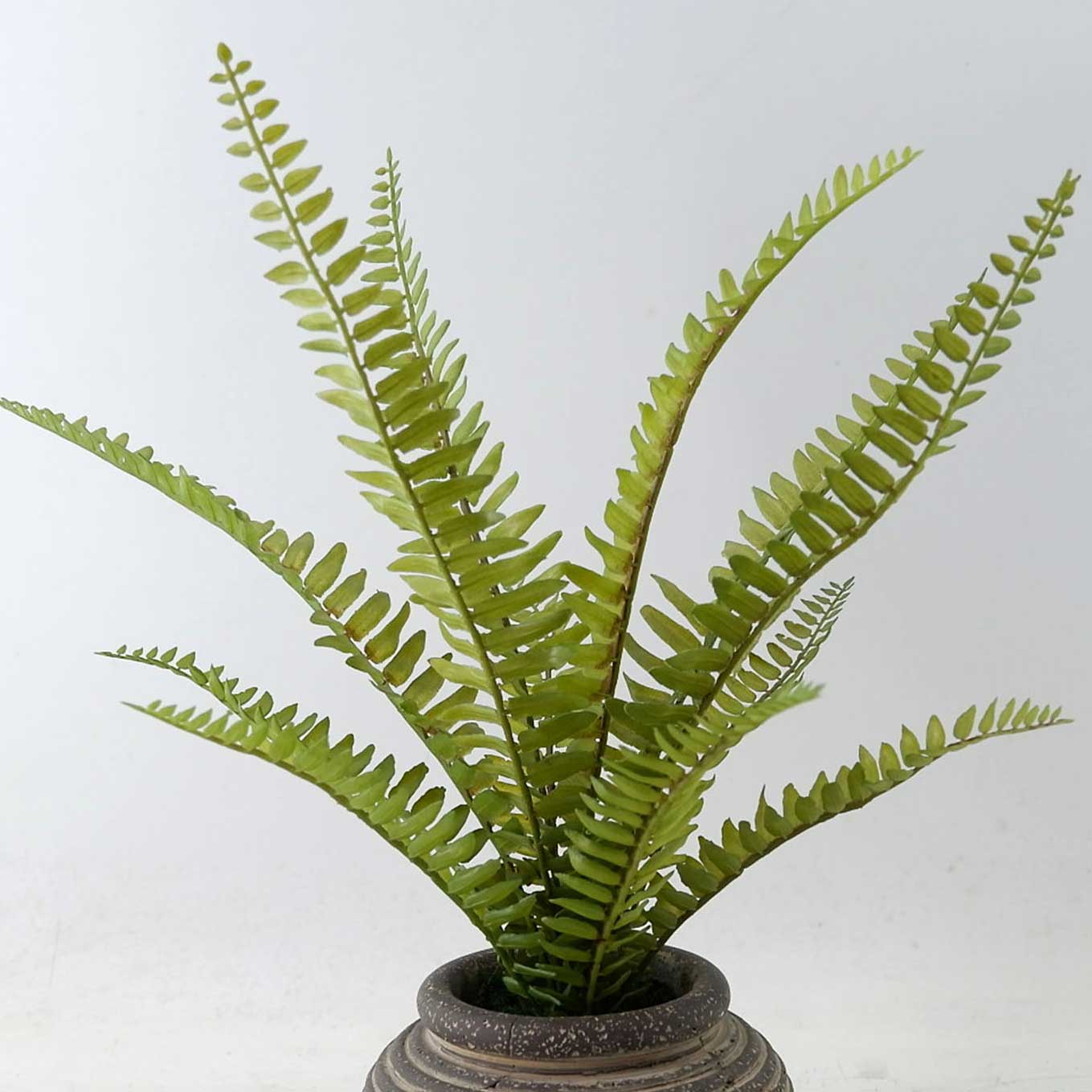 MC23-13737S Fern H14.5＂