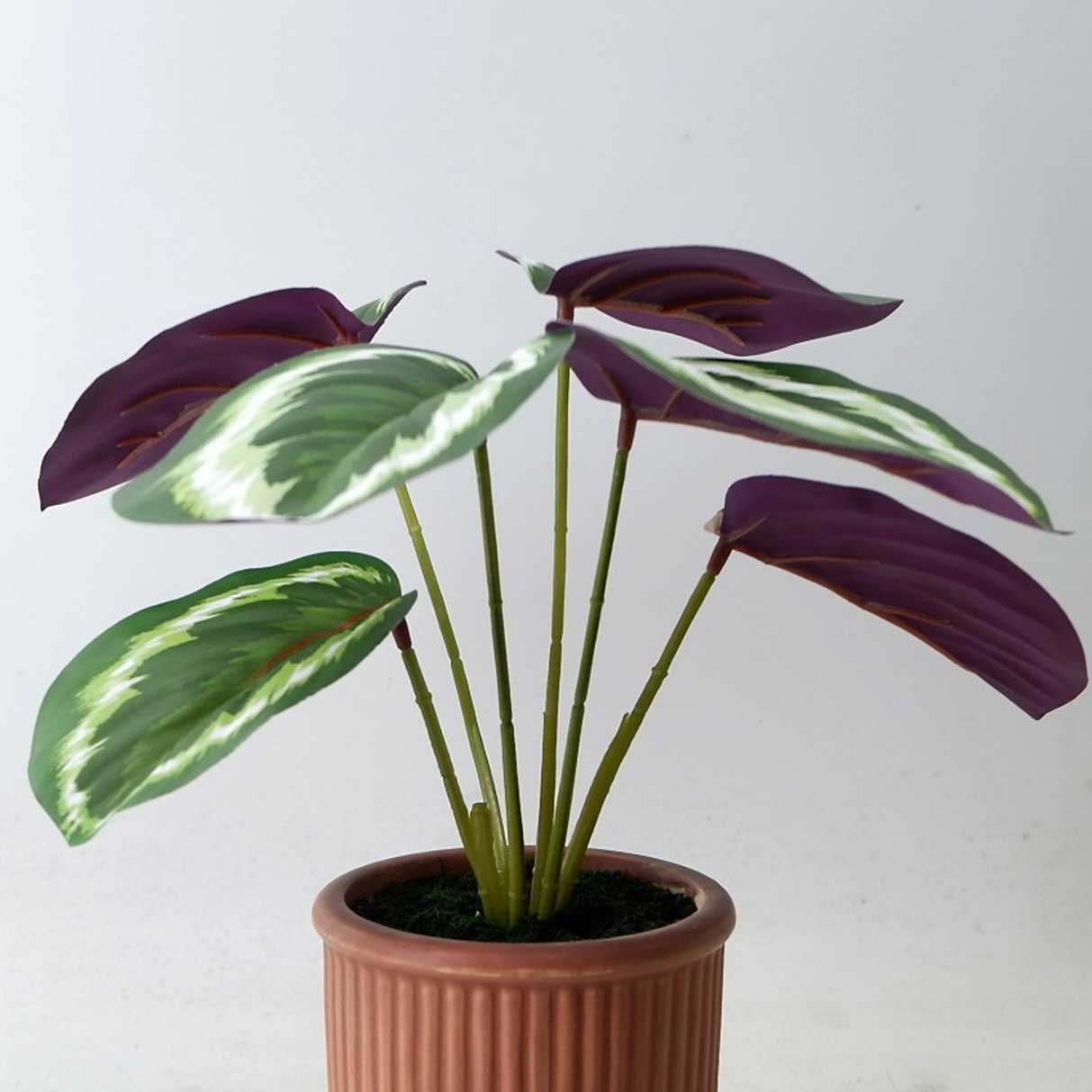 MC23-13742P Alocasia H11＂ 