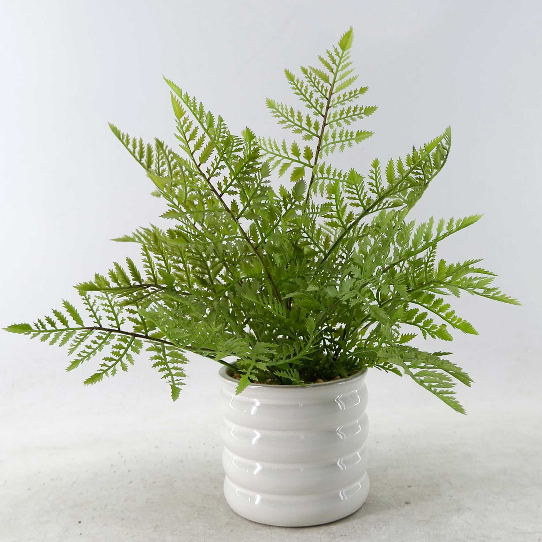 MC23-13748P Fern H14.5＂