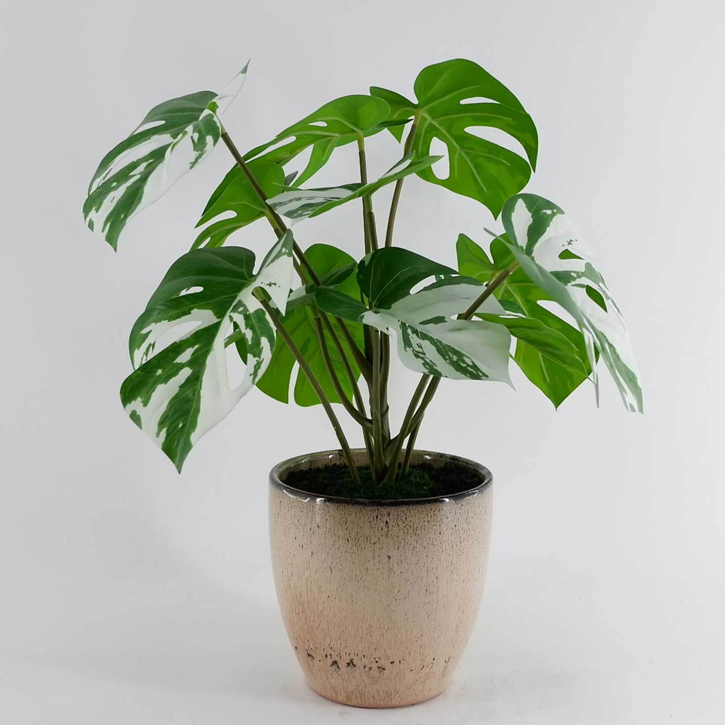 MC23-13784P Monstera H15.5＂