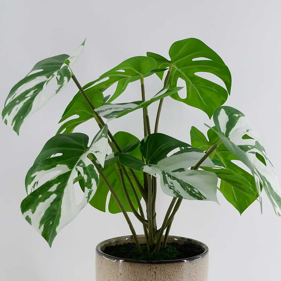 MC23-13784P Monstera H15.5＂
