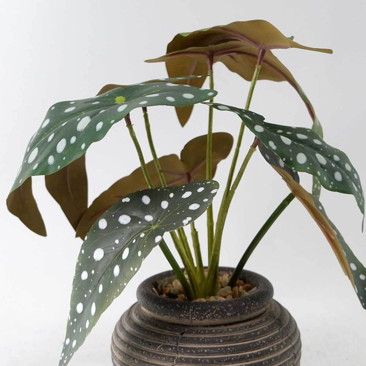 MC23-13851S Begonia H11＂