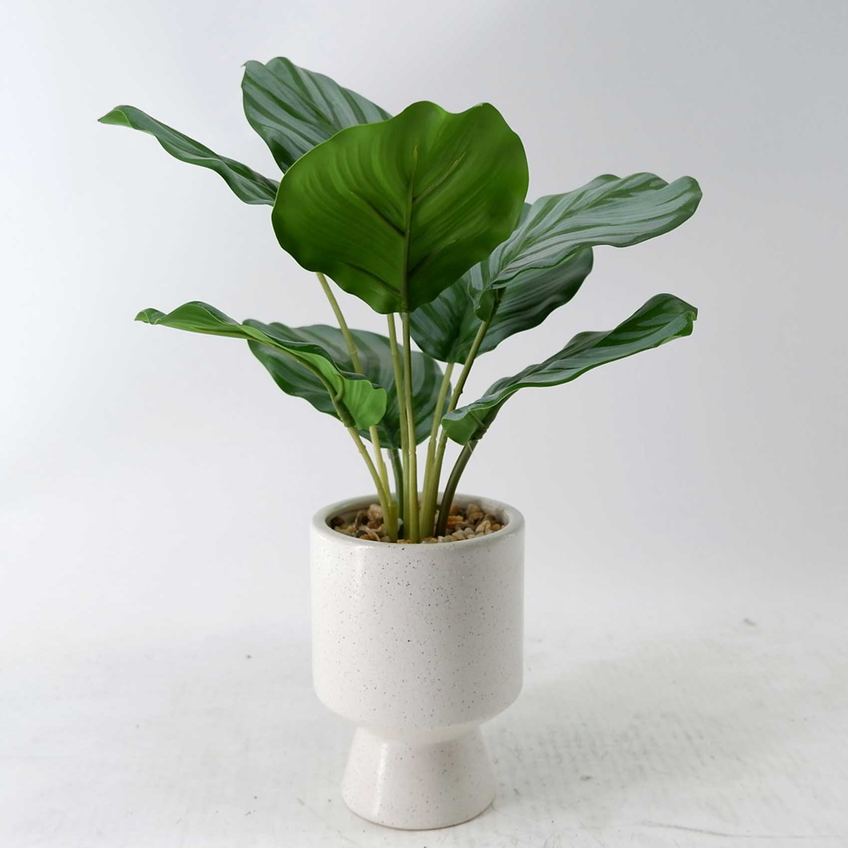 MC23-13847P Alocasia H14＂