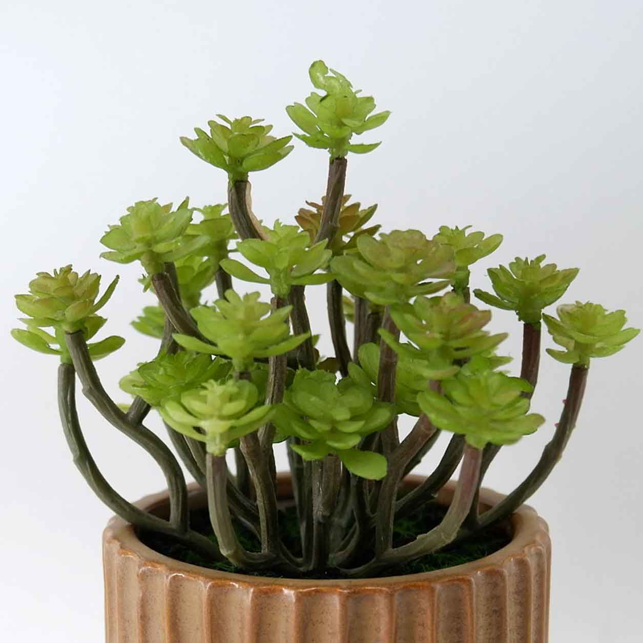 MC23-14431P Succulent H7＂