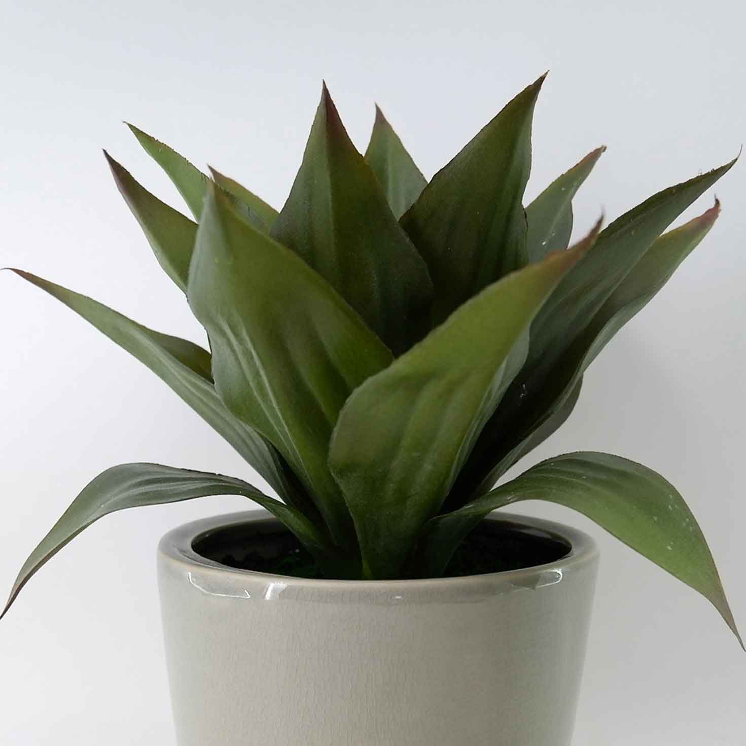 MC23-14526P Aloes H9＂