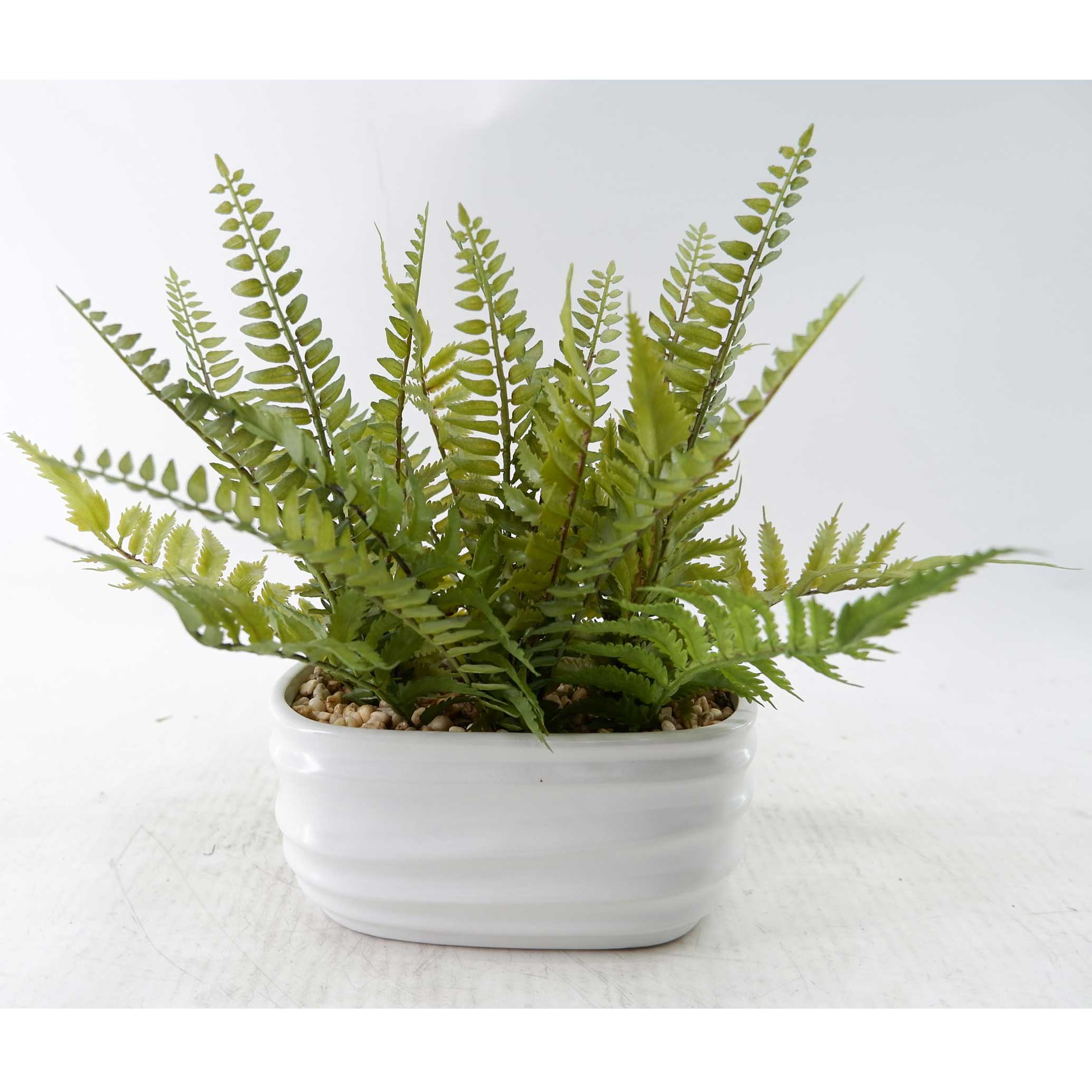 MC23-14637P Fern H11＂