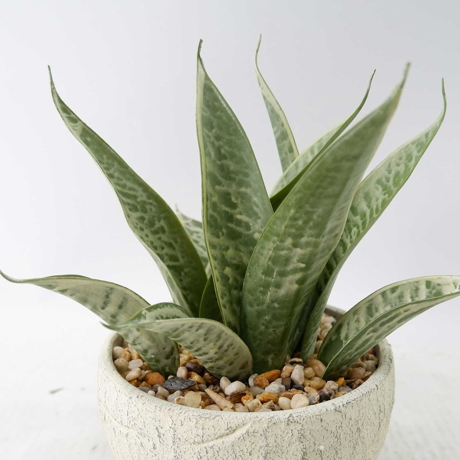 MC23-14727S Sansevieria H9＂